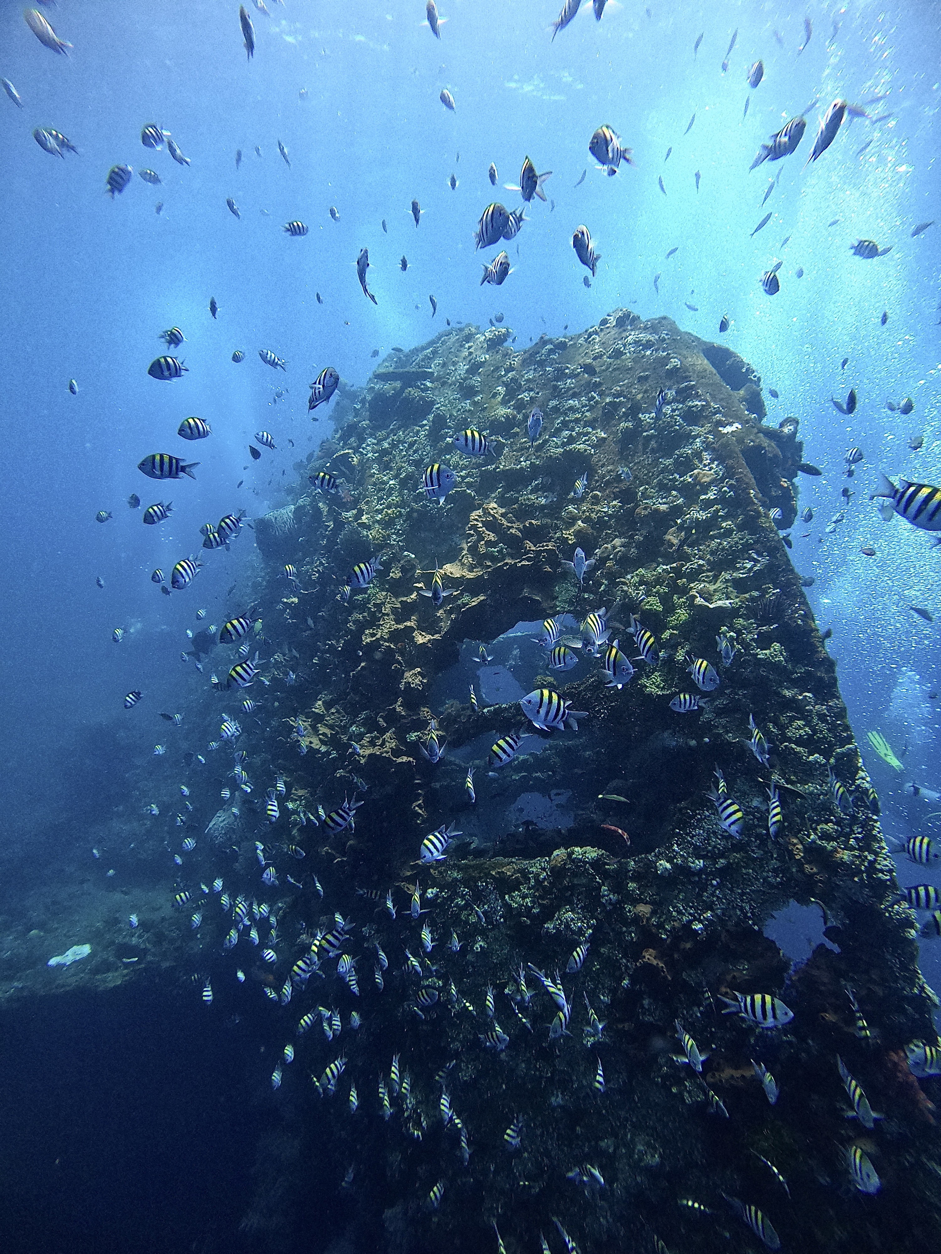 USAT Liberty Wreck dive, Tulamben Bali